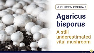 Agaricus bisporus  the underestimated button mushroom  ENGLISH [upl. by Cristabel925]