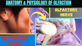 Olfactory System  Anatomy amp Physiology of Smell  Olfactory Nerve  Sense of Smell [upl. by Resa]