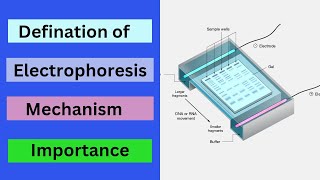 Electrophoresis  Gel Electrophoresis [upl. by Airt]