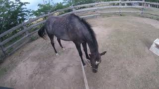 Ellie Bareback Cattle Desensitisation GOPRO View Nervous Rider Equestrian [upl. by Ettennan]