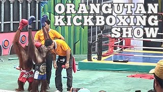 Orangutan Muay Thai Kickboxing Show  2024 [upl. by Ymassej]