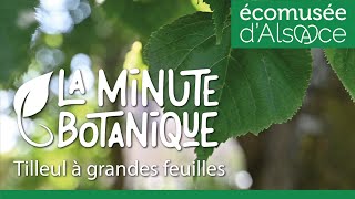 LA MINUTE BOTANIQUE  Le Tilleul à grandes feuilles [upl. by Sivek583]