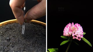 Growing Red Clover Time Lapse  Seed To Flower in 41 Days [upl. by Haida]