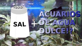 CAMBIOS DE AGUA Y SAL EN ACUARIOS  ALIMENTO VIVO PARA ALEVINES  DIARIO DE UN ACUARIO [upl. by Hgielek617]