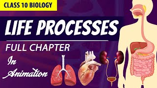 life processes class 10 science biology Animated video  10th CBSE  ncert science  Chapter 6 [upl. by Yelrac953]