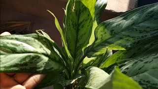 peace lily  How to Propagate  Repotting  Care Guide [upl. by Assila]