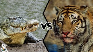 CROCODILE VS TIGER  Who Is The Strongest Predator [upl. by Haroldson]