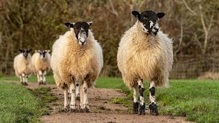 Выпас овец в парке Кэмпбелл Grazing sheep at Campbell Park [upl. by Peer]