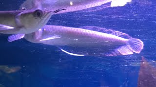 Arowana  Osteoglossum bicirrhosum [upl. by Anipsed]