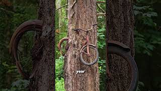 Part 207 When a Tree Eats a Bike [upl. by Einobe]