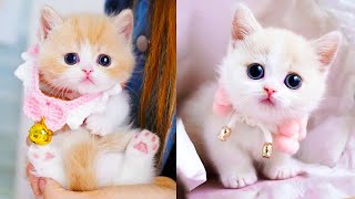 Baby Cats  Cute and Funny Cat Videos Compilation 60  Aww Animals [upl. by Sunshine]