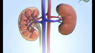 Aufbau der Niere  Structure of the kidneys [upl. by Ameluz]