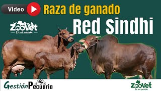 Raza de ganado bovina Red Sindhi [upl. by Ottavia547]