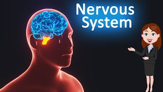 Nervous system  Control and Coordination 3D animated explanation 10th class  Science [upl. by Erdnaid]