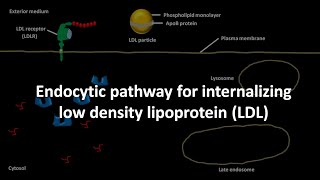 LDL endocytosis [upl. by Tirrell]