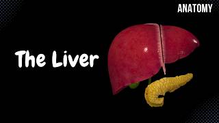 Liver Anatomy Function Topography External Structures Ligaments [upl. by Meakem438]