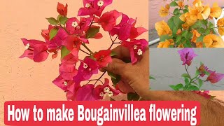 How to make Bougainvillea bloom Bougainvillea blooming tips [upl. by Oiramed526]