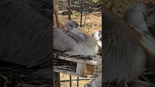 baby Pinkbacked pelican pelicans gulflife1 shorts [upl. by Ecnatsnoc58]