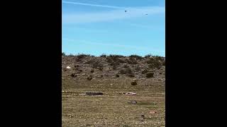 Colt Federal Patrol at 200 yards with Primary Arms GLx 2x [upl. by Nena]