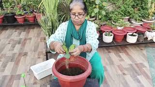 Euphorbia milii Plant grow from cuttings viralvideo houseplant indoorplants terracegarden [upl. by Nitsyrk]