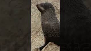 Ladoga ringed seal Fur seal California sea lion Leopard seal [upl. by Bandeen]