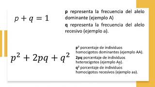 Equilibrio Hardy Weinberg Frecuencias [upl. by Tedder438]