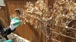 Howto prune a tree Hydrangea [upl. by Notgnilra]