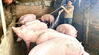 bathing giant pigs and the dogs on the farm [upl. by Aaren]