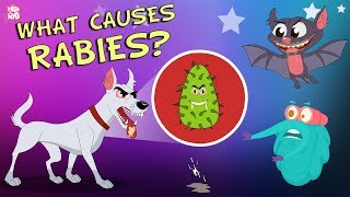 What Causes Rabies  The Dr Binocs Show  Best Learning Videos For Kids  Peekaboo Kidz [upl. by Hawthorn44]