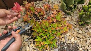 propagating this colorful Crassula campfire succulent that will give your garden a bright color [upl. by Rigby]