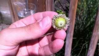 Acorns to OAK Trees Part 1 Growing TREES from Seed [upl. by Gerda]