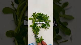 Aquarium Plants ANYBODY can Grow Bacopa [upl. by Geffner]