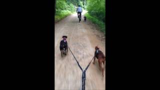 Deutsche Pinscher vom Königsherz Radfahren mit Hund im Rudel [upl. by Detta]