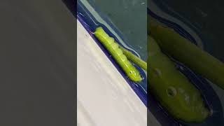 Grape Leaf Caterpillar Dropped in Swimming Pool and Died [upl. by Bennet]