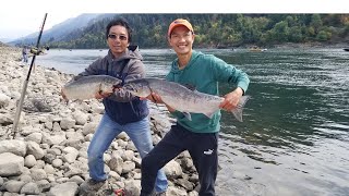 Chinook Salmon Fishing in Washington State  Plunking technique [upl. by Yadnil]