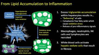 Hepatic Steatosis Part 1 Pathophysiology [upl. by Adnawyt]