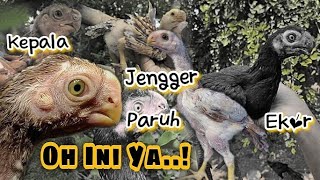 Wajib Tahu‼️CiriCiri Anakan Ayam Aseel Parrot BLT Yang Berkualitas Baik  Teliti Sebelum Membeli [upl. by Granniah989]