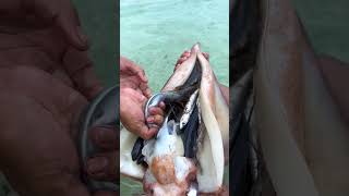 Premium life province big squid with fish inside travel shortvideo [upl. by Caplan]