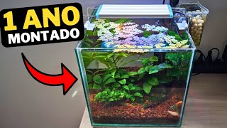 AQUÁRIO CUBO COM PLANTAS guppy corydora e comedor de algas chinês [upl. by Notsecnirp]