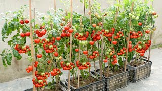 The easiest and most fruitful way to grow tomatoes at home for beginners [upl. by Isidro638]