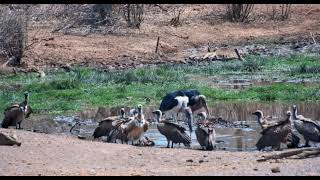 Africa Marabou storks 202410 [upl. by Enak]