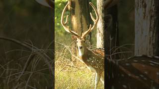 Cheetal Sprint The Deer’s Daring Dash CheetalSprinting Wildlife AnimalKingdom Nature pench [upl. by Aeki]