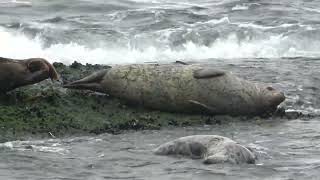 Harbour Seals on Seal Rock at Snickett Park west in Sechelt BC 092324 [upl. by Dnomasor]