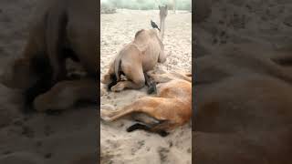 Beautiful camels of Thar are lying on the ground video [upl. by Esojnauj979]