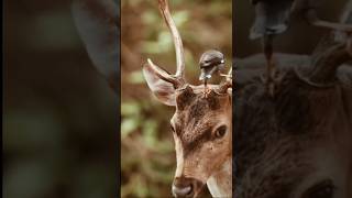 Beautiful chital deer  wildlife [upl. by Yenahc744]