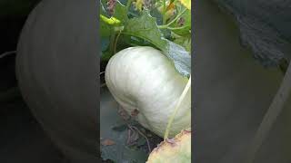 Grosse courge bleue de Hongrie cuisine garden courge soupe jardin food fruit [upl. by Rimaj]