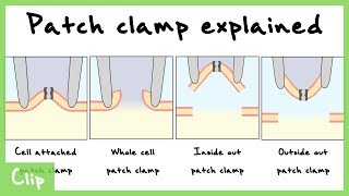 Patch Clamp Explained CellAttached Whole Cell Inside Out Outside Out Configurations  Clip [upl. by Jeconiah779]