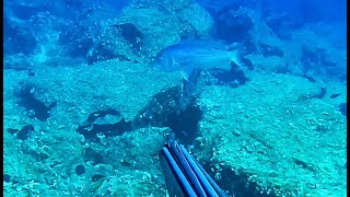 The dentex that approached like an amberjack  Cyclades Spearfishing [upl. by Elokyn783]