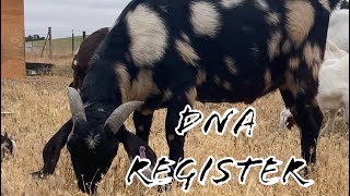 HOW TO DNA REGISTER YOUR BOER GOAT  EASY WAY [upl. by Artenal]