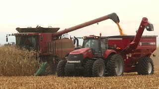 Corn Harvest 2020  Case IH 8120 Axial Flow Combine Harvesting Corn  Ontario Canada [upl. by Garlanda]